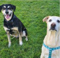 Kamloops SPCA Fundraiser Concert (Online on FB Live)