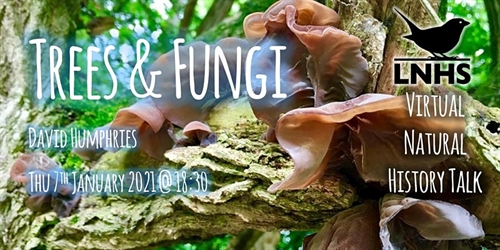 Trees and Fungi by David Humphries