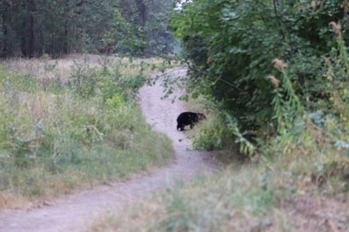 Bear With Me