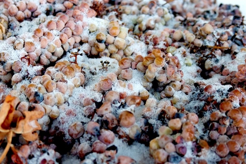 Icewine Discovery Tours
