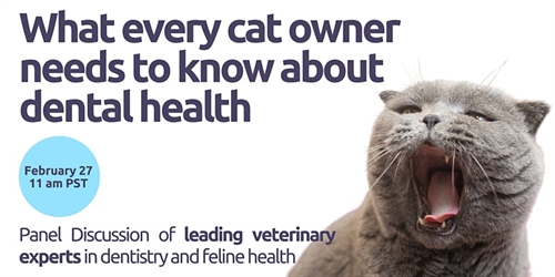 Cat Dental Health Panel by Leading US Veterinary Experts
