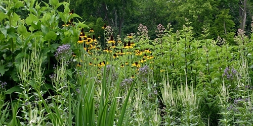 Mini-Rewilding and Encouraging Urban Nature