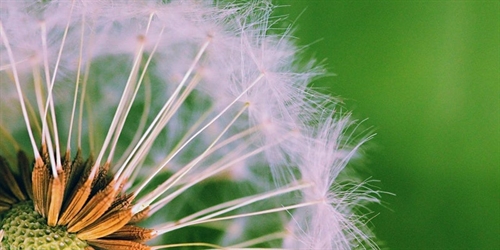 Weed Control
