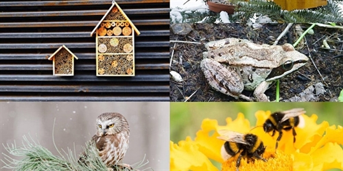 Urban Stewardship Seminars - Birds, Bees, Bats & Amphibians | iNFOnews.ca Urban Stewardship Seminars – Birds, Bees, Bats & Amphibians