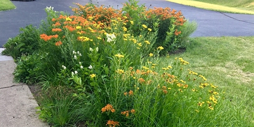 Native Plant Garden Q&A | iNFOnews.ca Native Plant Garden Q&A