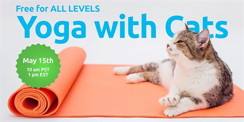 Beginner's Yoga (with Cats) | iNFOnews.ca Beginner’s Yoga (with Cats)