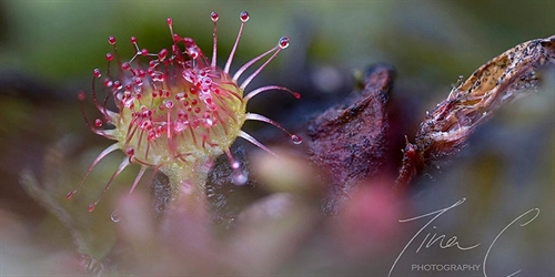 Biodiversity: Citizen Science, Marine Plants and the Beauty of Bogs | iNFOnews.ca Biodiversity: Citizen Science, Marine Plants and the Beauty of Bogs