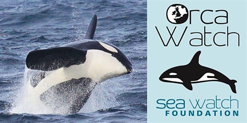Orca Watch Live - Friday 4th June | iNFOnews.ca Orca Watch Live – Friday 4th June