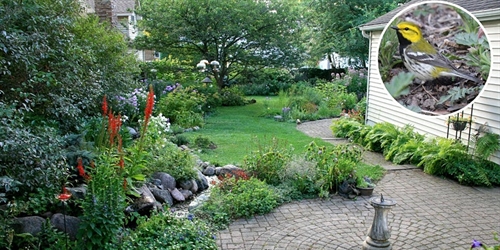 Birds in the Garden: Creating & Enjoying a Bird Oasis