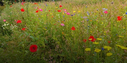 Rewilding: Giving Back to Nature