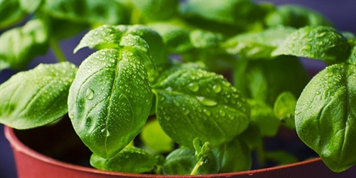 Herb-o-rama | iNFOnews.ca Herb-o-rama