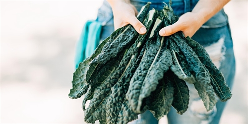 Virtual Garden Workshops -Winter Gardening | iNFOnews.ca Virtual Garden Workshops -Winter Gardening
