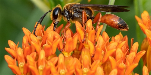 Native Predatory Wasps: Their Role as Pollinators and Beneficial Insects