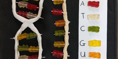 Learn biology with Yuwen -- Making a DNA model with candies (Mandarin) | iNFOnews.ca Learn biology with Yuwen — Making a DNA model with candies (Mandarin)