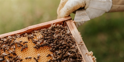 Sweeet! Pollinator Power - the Humble Honeybee | iNFOnews.ca Sweeet! Pollinator Power – the Humble Honeybee