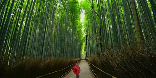 Japan – Virtual Kyoto Arashiyama Walking Tour
