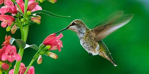 Perennials and Pollinators