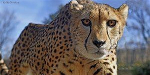 2021 Kids Day Virtual Event At The Zoo | iNFOnews.ca 2021 Kids Day Virtual Event At The Zoo