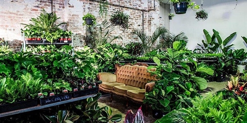 Sydney Virtual Pop-up shop – Huge Indoor Plant Sale