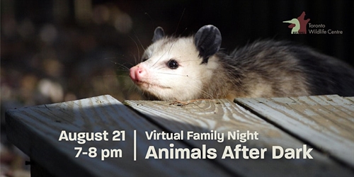 Virtual Family Night: Animals After Dark