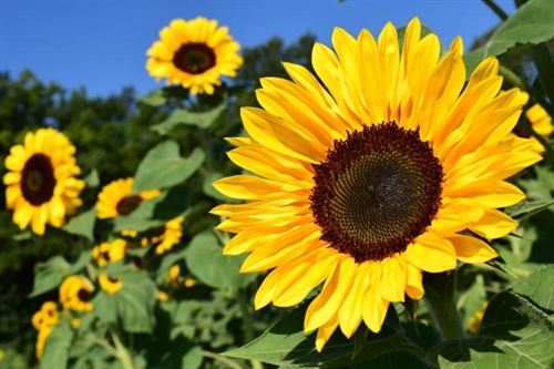 BLOOM SUNFLOWER FESTIVAL | iNFOnews.ca BLOOM SUNFLOWER FESTIVAL
