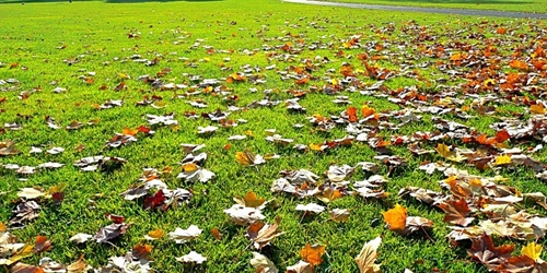 Refresh Your Lawn