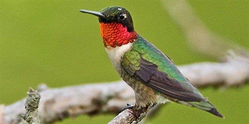 The Hummingbird Gardener | iNFOnews.ca The Hummingbird Gardener