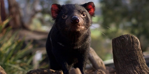 Virtual Bonorong Wildlife Rescue Training 26th September 2021