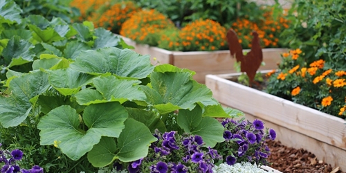 Raised Bed Gardening – Webinar