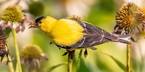 Audubon Afternoon with Sam Hoadley, Mt Cuba Trial Gardens
