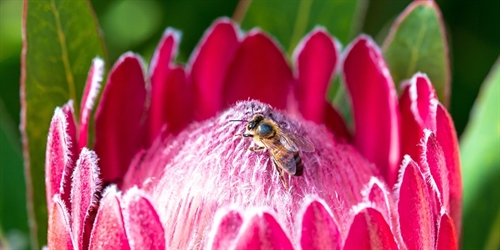 Bird, Bee and Butterfly Gardening | iNFOnews.ca Bird, Bee and Butterfly Gardening