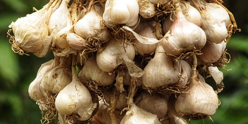 Virtual Garden Workshops - Growing Great Garlic | iNFOnews.ca Virtual Garden Workshops – Growing Great Garlic