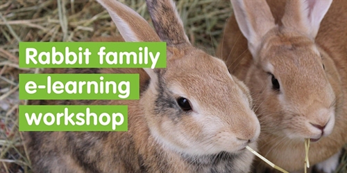 Rabbit e-learning Family Workshop – Self Led