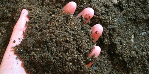 Laying a Healthy Foundation: The dirt on soil, compost, and mulch | iNFOnews.ca Laying a Healthy Foundation: The dirt on soil, compost, and mulch
