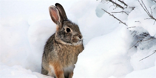 Wake Up to Winter Week! | iNFOnews.ca Wake Up to Winter Week!