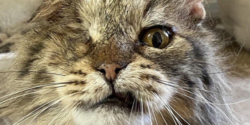 February Virtual Open House at Milo's Sanctuary | iNFOnews.ca February Virtual Open House at Milo’s Sanctuary