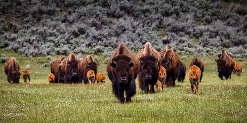 Yellowstone National Park