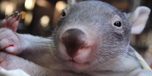 Basic Wildlife Rescue | iNFOnews.ca Basic Wildlife Rescue