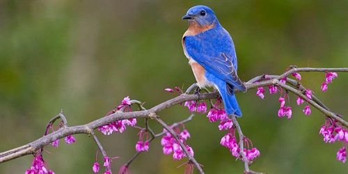 Climate Watch: Monitoring Birds in a Changing a Climate