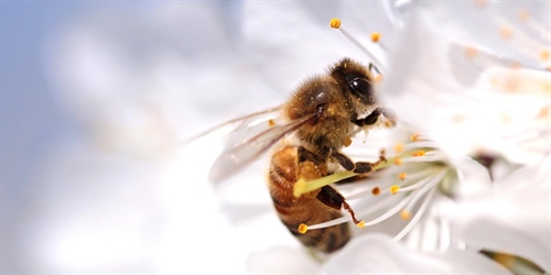 Planting for Pollinators – Online Class