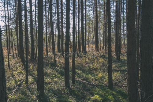 Forest for the Trees | iNFOnews.ca Forest for the Trees