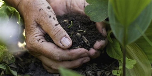 Organic Gardening | iNFOnews.ca Organic Gardening