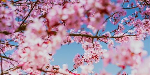 Spring Decluttering Workshop
