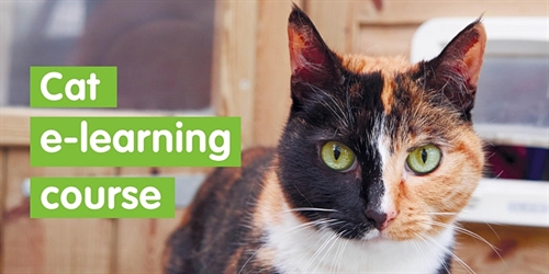 Cat e learning course | iNFOnews.ca Cat e learning course