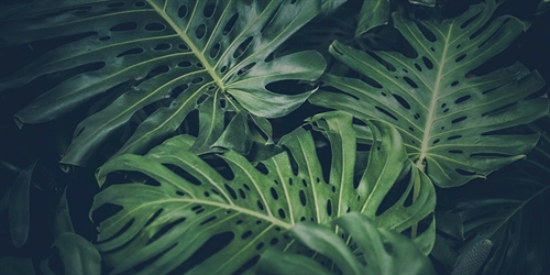 Dharma Reflections | iNFOnews.ca Dharma Reflections