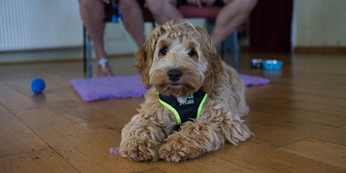 Dogs Trust Happy Dog Happy Home Online Presentation | iNFOnews.ca Dogs Trust Happy Dog Happy Home Online Presentation