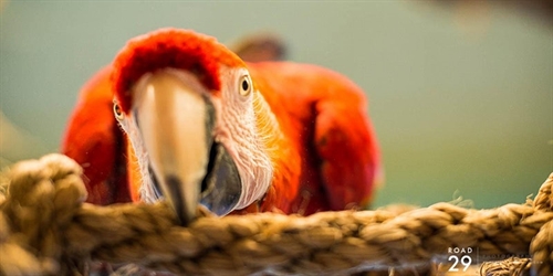 The Parrot Pandemonium Tour! | iNFOnews.ca The Parrot Pandemonium Tour!