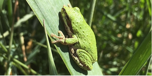 All About Amphibians - Skaha Lake Park- 9 am | iNFOnews.ca All About Amphibians – Skaha Lake Park- 9 am