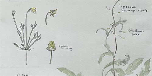Field Journaling the Exotics Among Us |The Natural Business of Art Workshop