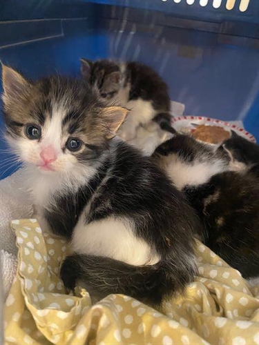 OHS Adoption Event at Lakeshore Bosleys! | iNFOnews.ca OHS Adoption Event at Lakeshore Bosleys!